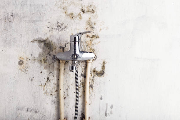 Best Mold Remediation  in South Elgin, IL