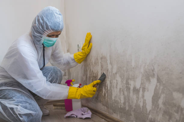 Best Emergency Mold Removal  in South Elgin, IL