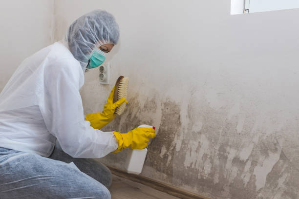Crawl Space Mold Removal in South Elgin, IL
