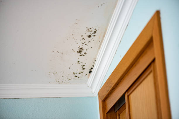 Best Crawl Space Mold Removal  in South Elgin, IL