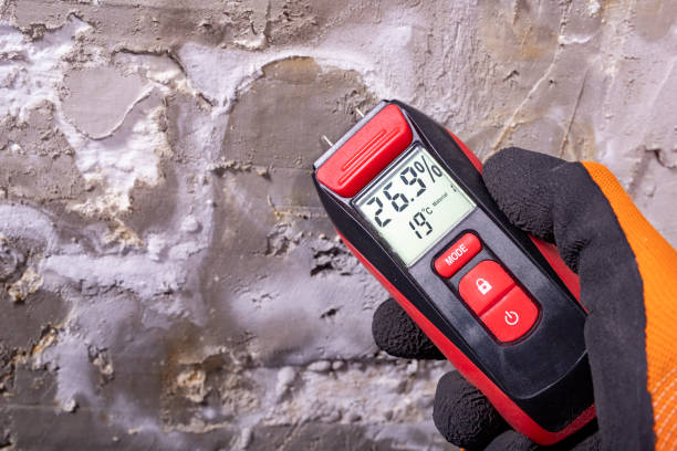 Best Office Mold Removal Services  in South Elgin, IL