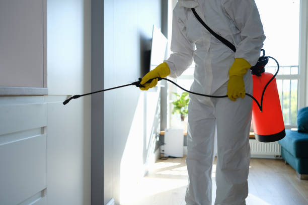 Best Affordable Mold Removal  in South Elgin, IL