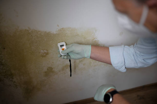 Best Home Mold Removal  in South Elgin, IL