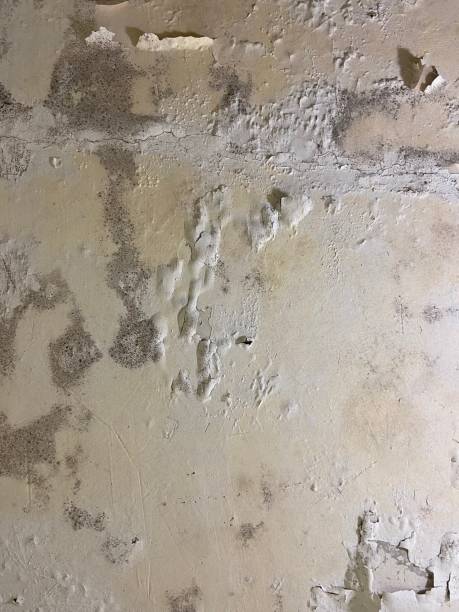 Best Mold Testing  in South Elgin, IL