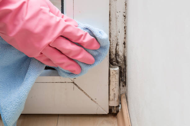 Best Black Mold Removal  in South Elgin, IL