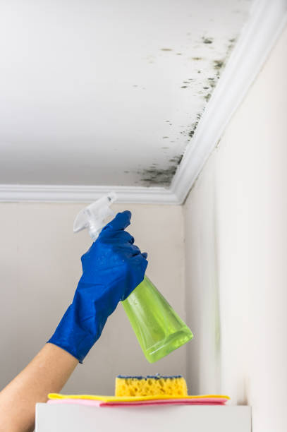 Best Toxic Mold Removal  in South Elgin, IL